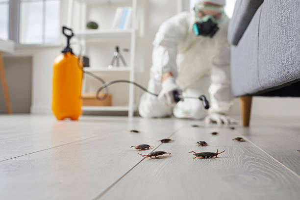 Commercial Rodent Management in North Pole